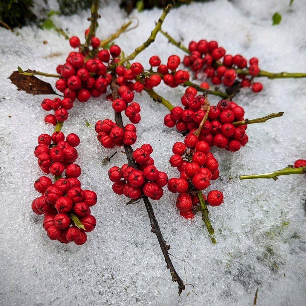 Gałązka na śniegu
